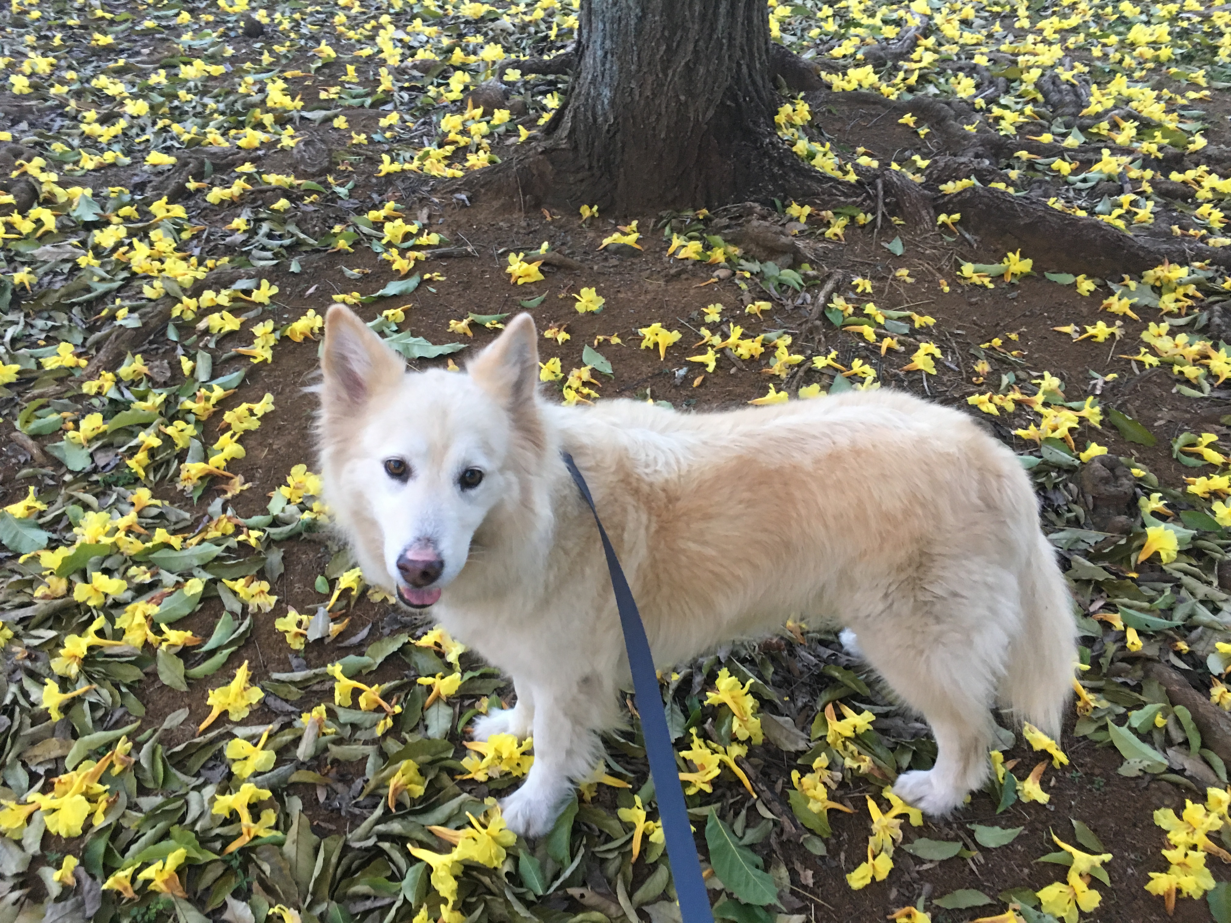 Large, fluffy white dog  stands under a tree, surrounded by yellow flowers