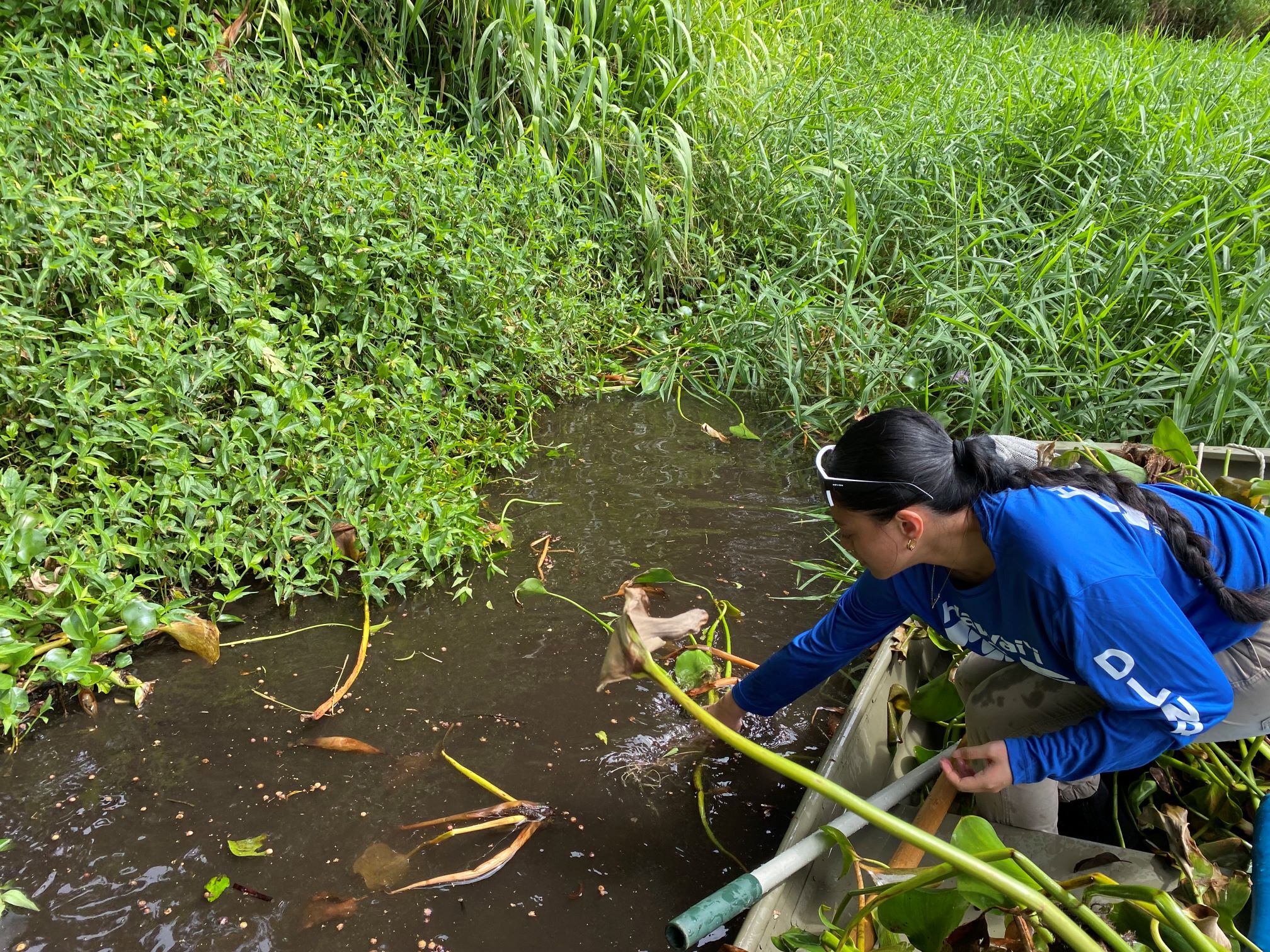 Christine in a row boat observing the aquatic plant community in Waiākea fishpond.