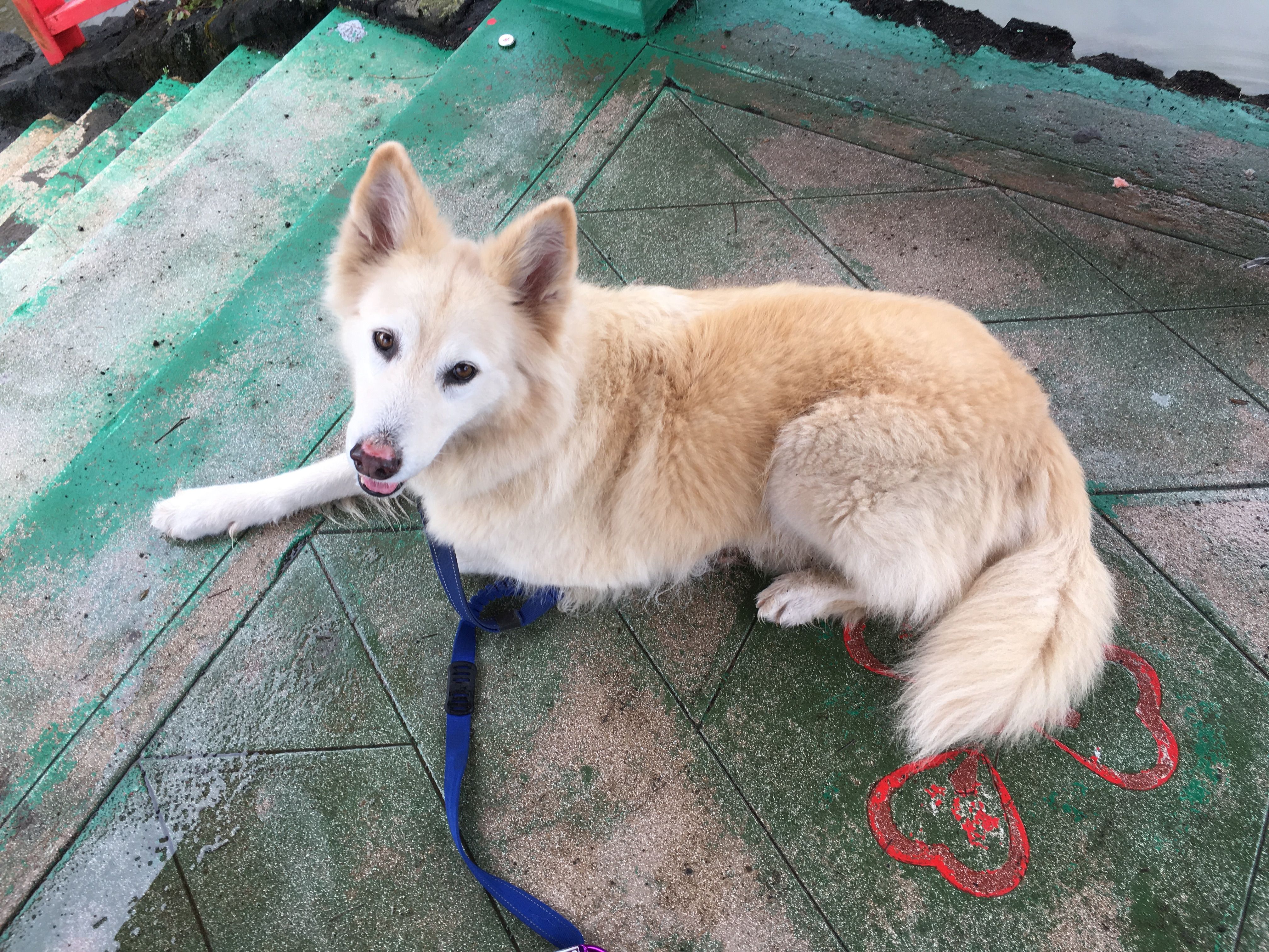 Large, fluffy white dog lays at the top of a teal brick staircase