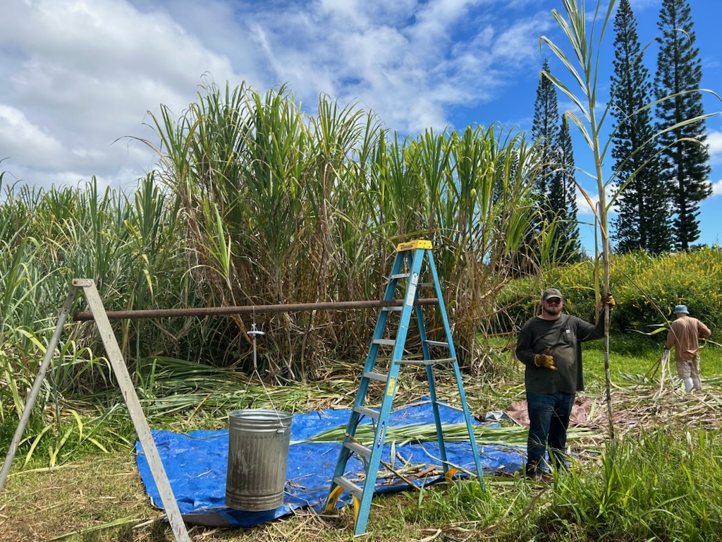 Brian standing in a sugar cane field with a sugar cane holding up a shaka