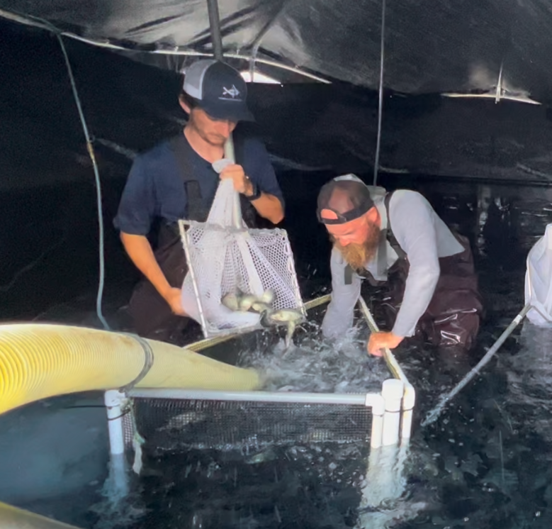 Alejandro pours fish out of new and into tank with his colleague assisting