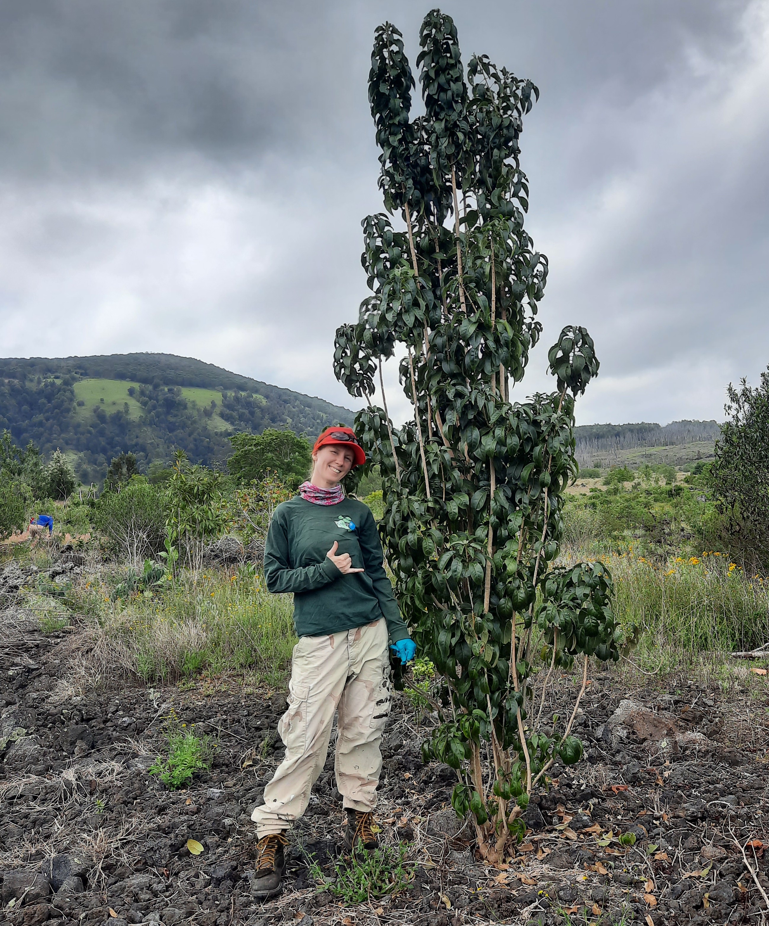 Avalon throws a shaka next to a tree on an older lava flow