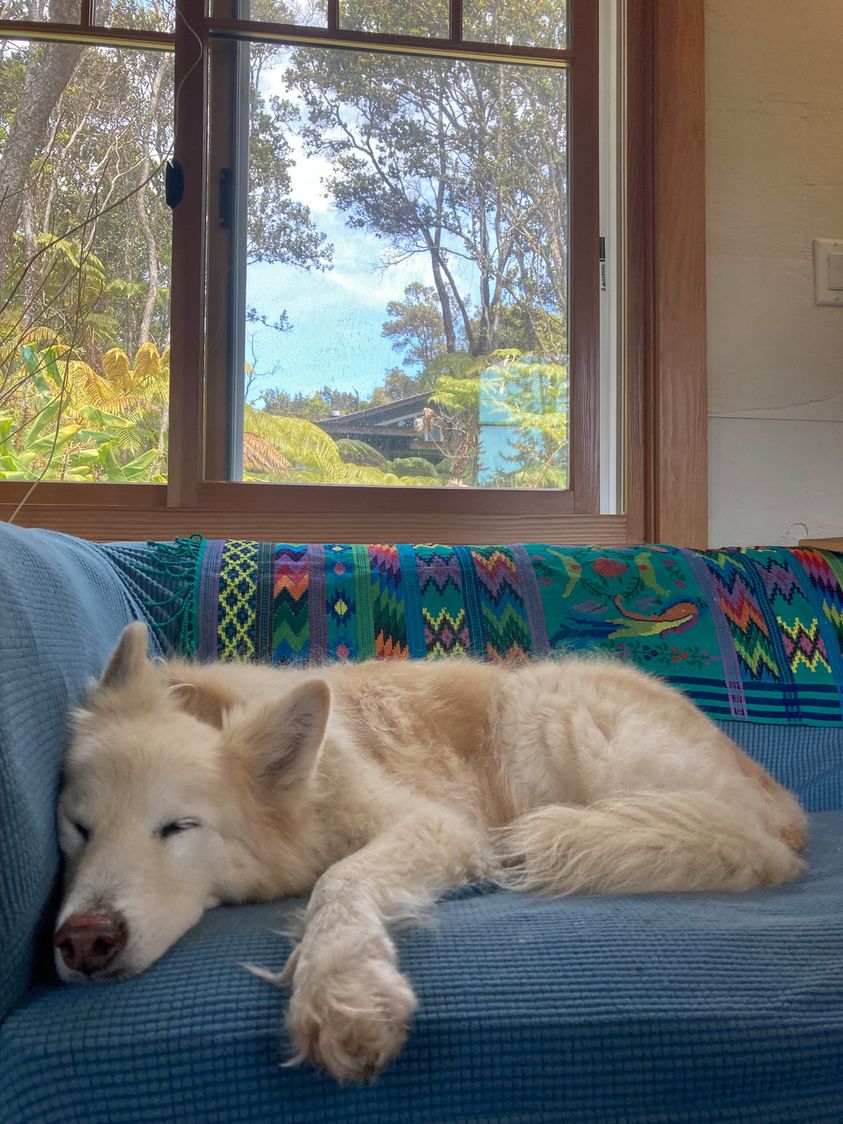 Large, fluffy, white dog sleeping on a blue couch in front of a window