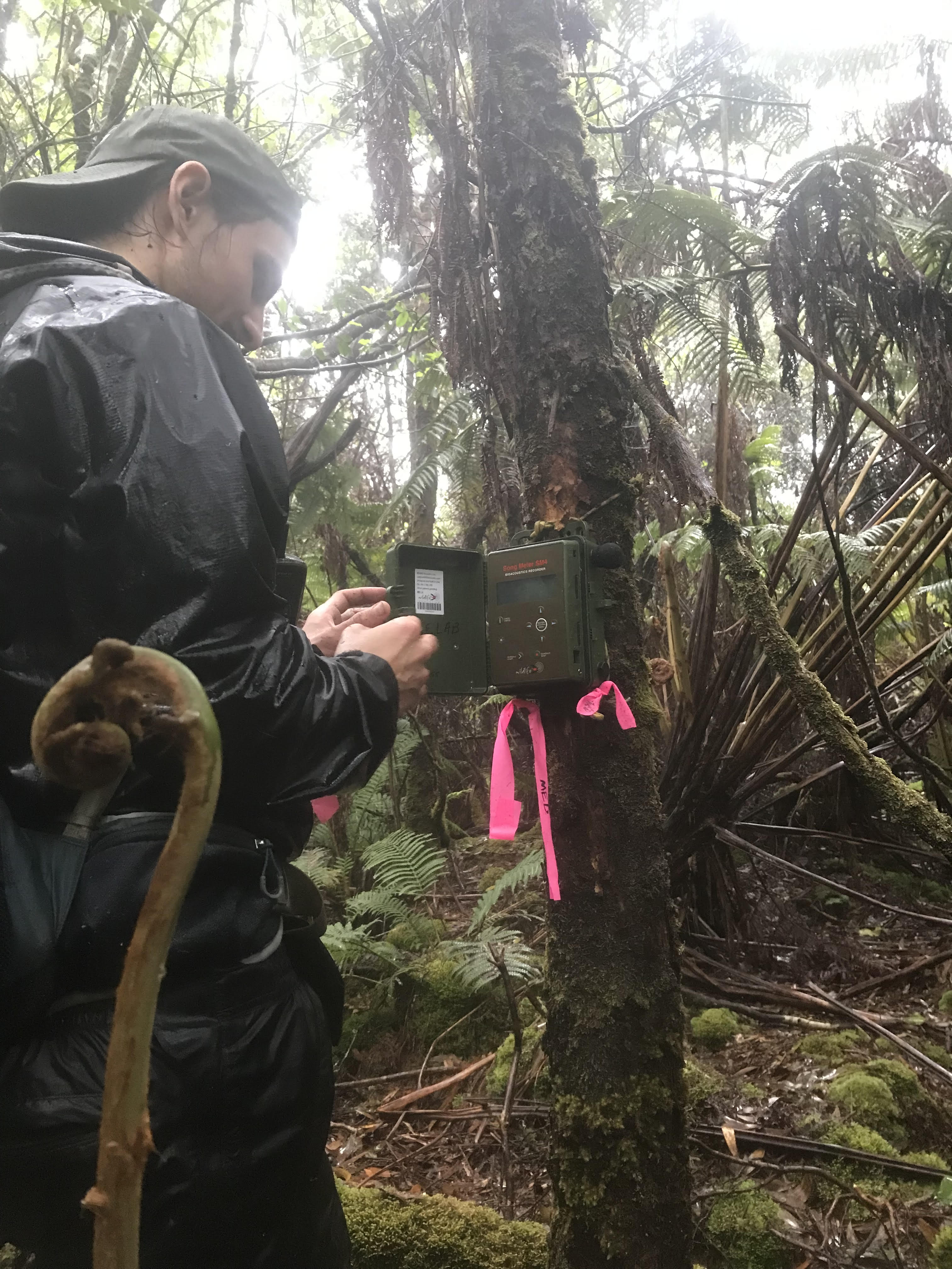Noah sets up a song meter in a forest